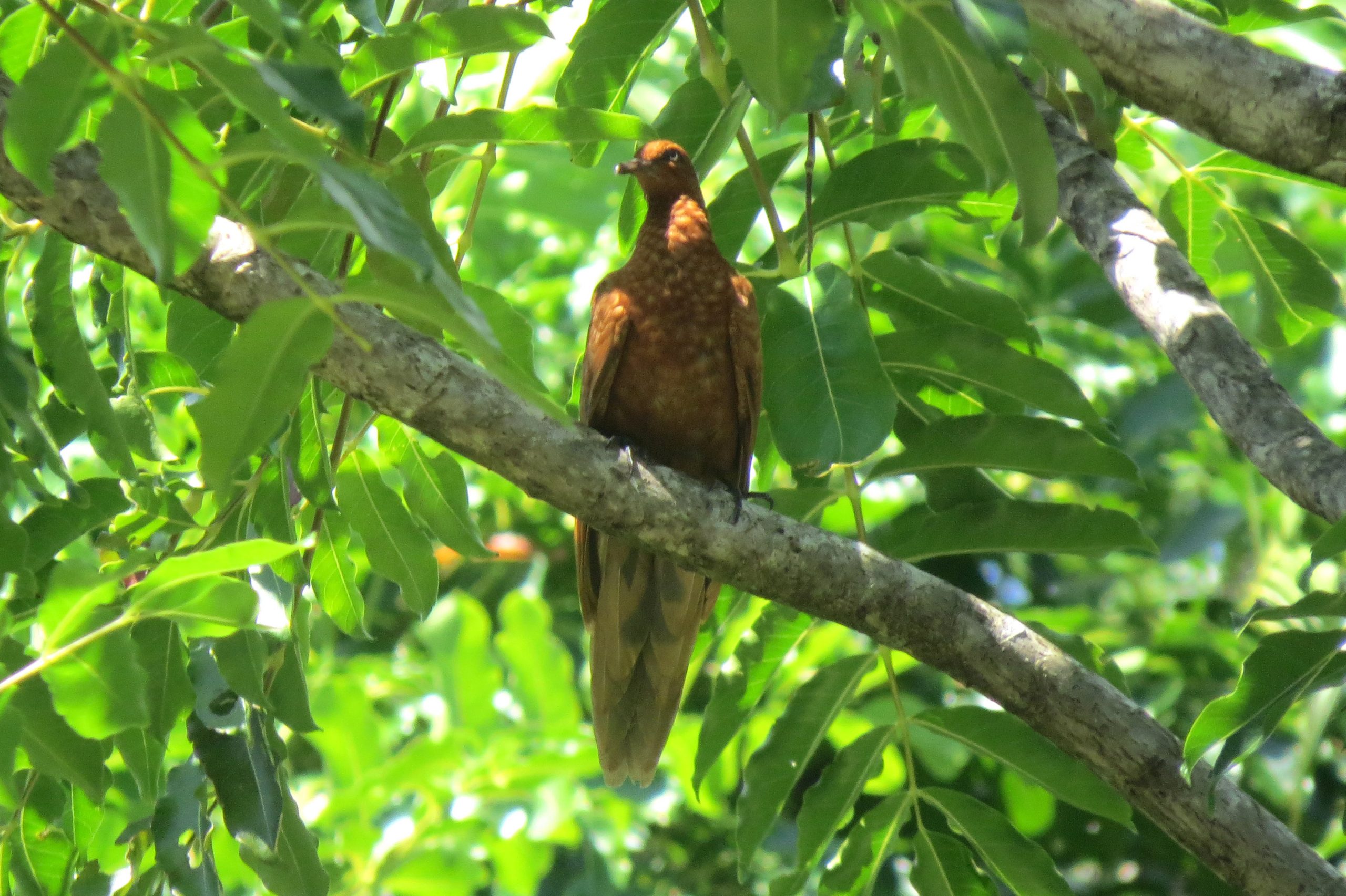 Enggano-Kuckoo-Doove-scaled.jpg